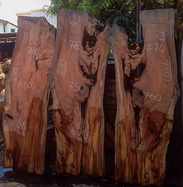 Экзотическая древесина Бук кавказский продажа по ценам производителя