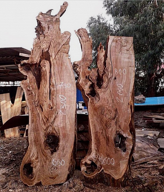 Экзотическая древесина Каштан 2300 продажа по ценам производителя