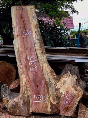 Экзотическая древесина Платан продажа по ценам производителя